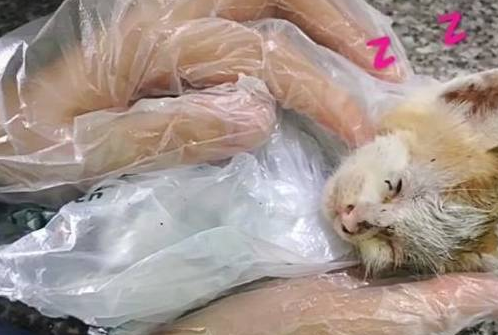 男子街边遇到一只小猫，拿起一看又脏又难看，养了半年判若两猫
