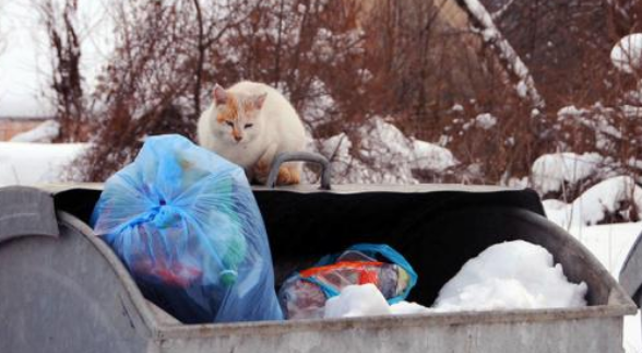 流浪猫头部被罐头卡住险丧命，这种情况并非个例，宠物主要注意