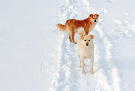 在雪地里生产的狗妈妈,在小狗获救后,竟选择转身离开 在雪地里生产的狗妈妈,在小狗获救后,竟选择转身离开