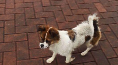 下雨天流浪犬彷徨走在路上,看着它露宿街头的目光,女生这一刻好辛酸
