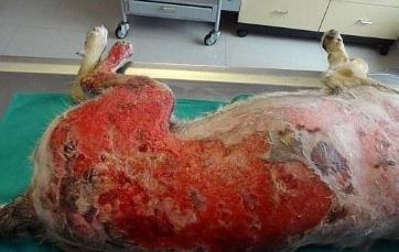 小狗了解自己会着火还冲入起火屋内救主人,被烧到遍体鳞伤 小狗了解自己会着火还冲入起火屋内救主人,被烧到遍体鳞伤