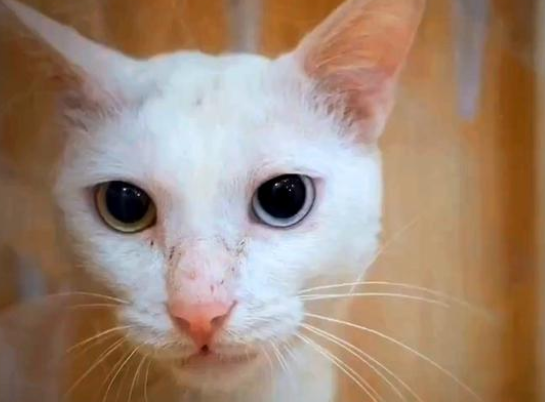 被人领养的猫,一年后自己回到原主人身边,它一直在找回家的路 被人领养的猫,一年后自己回到原主人身边,它一直在找回家的路