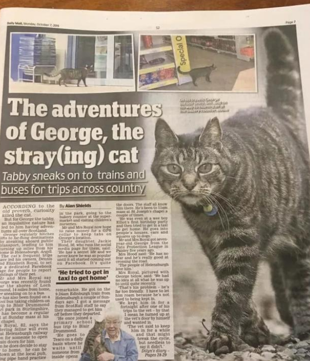 狸花猫离家出走,竟成“旅游达人”,主人:养猫还是得关窗! 狸花猫离家出走,竟成“旅游达人”,主人:养猫还是得关窗!