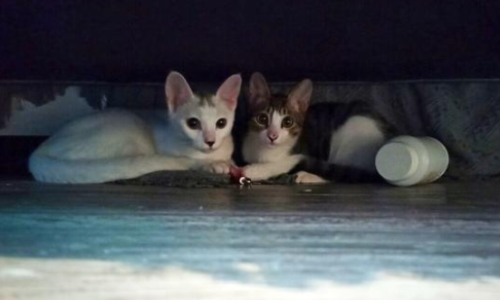 大半夜,铲屎官被怪声吵醒,发现床底下竟多了只猫!