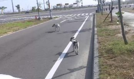 十几只流浪狗围攻 7旬阿婆晨跑遭攻击