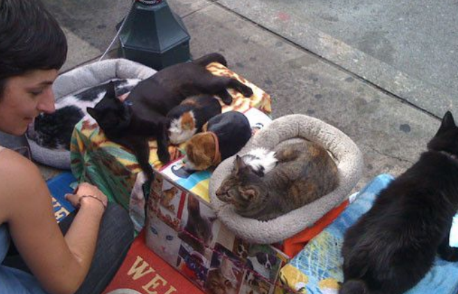 俄罗斯猫咪躺抱枕上乞讨 路人丢钱赞助 俄罗斯猫咪躺抱枕上乞讨 路人丢钱赞助