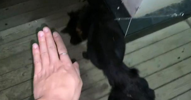 向人类求助的流浪狗，惨遭家犬驱赶，依然穷追不舍，它只想活下去