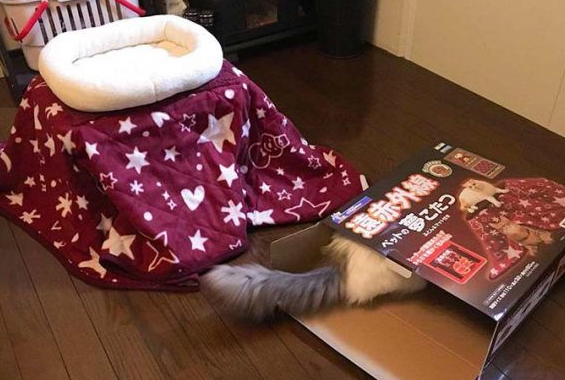 猫奴选购宠物专用的暖桌 没想到主子爱上包装纸箱 猫奴选购宠物专用的暖桌 没想到主子爱上包装纸箱