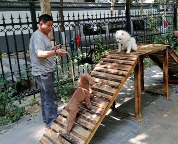 郑州某小区专门开设了遛狗专区 你对此有什么看法呢?