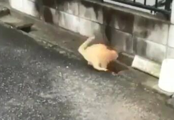 两橘猫隔着水沟玩游戏 超有趣互动被全程录下