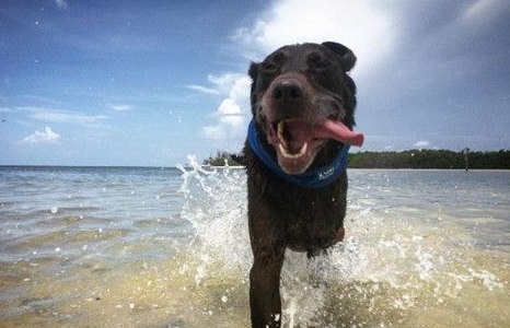 心碎主人陪癌末愛犬踏上最後旅程