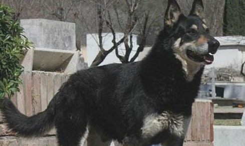 忠犬依靠自己寻找主人墓葬,独自一人守墓十一年,过世后差点儿和主人合墓 忠犬依靠自己寻找主人墓葬,独自一人守墓十一年,过世后差点儿和主人合墓