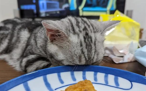 半夜点美食，馋嘴猫紧盯着盘子，盯到睡着，网赞好有自制力