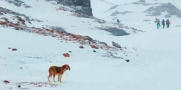 海拔五千米雪山上的狗狗,满身冰碴瘦弱不堪,钻到登山者怀里取暖 海拔五千米雪山上的狗狗,满身冰碴瘦弱不堪,钻到登山者怀里取暖