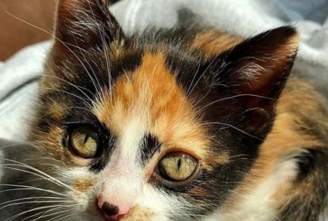 新领养的小猫咪 把狗兄弟从丧友之痛中拯救出来 新领养的小猫咪 把狗兄弟从丧友之痛中拯救出来