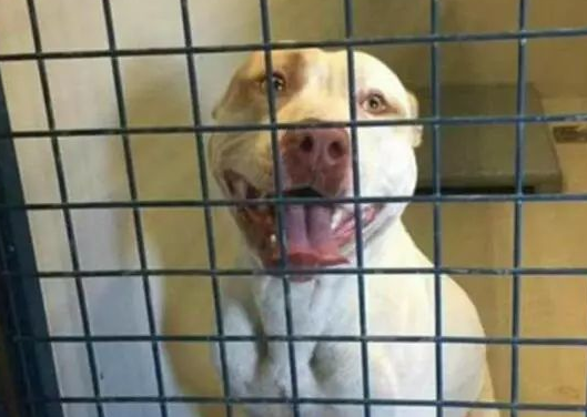 澳洲比特犬Buddy奋不顾身救落水男孩,警察却说:狗具有攻击性必须抓起来 澳洲比特犬Buddy奋不顾身救落水男孩,警察却说:狗具有攻击性必须抓起来