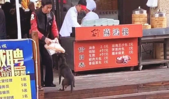 狗狗每日按时来买早点，日夜兼程，了解身后缘故时，网友立即痛哭