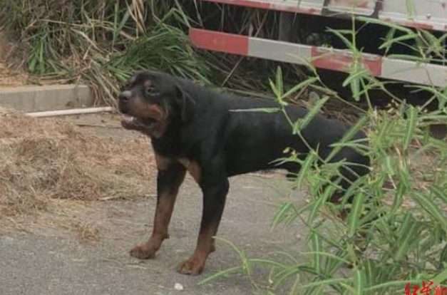 母女俩小区散步遭烈性犬大面积咬伤，狗主或担刑责，狗已被没收