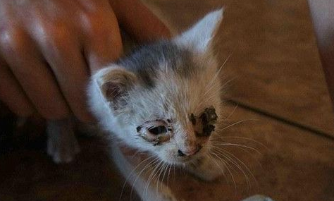 屋内墙壁传来猫叫声 最终在电源插座后挖出小猫 屋内墙壁传来猫叫声 最终在电源插座后挖出小猫