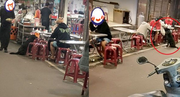 黑狗沿桌讨饭超专业 吃完一轮再重头来过 黑狗沿桌讨饭超专业 吃完一轮再重头来过