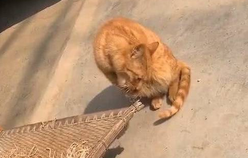 橘猫手里捧着东西吃，看清后忍不住笑喷：不愧是橘猫，什么都吃