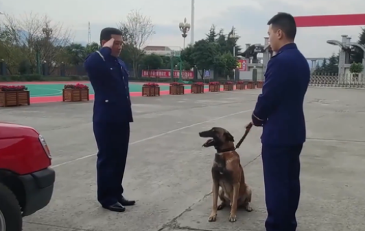 领犬员要走了，看到狗狗狂追1000多米也不停下：怕舍不得