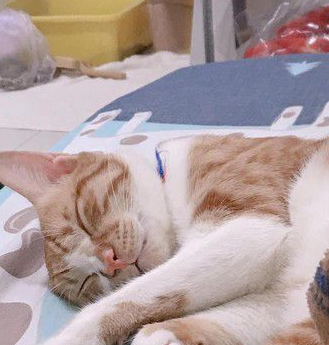 专业碰瓷护驾到 猫咪装死的精髓有抓到