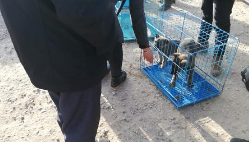 商贩售卖昆明犬还未价格,买主便表达“我统统要了!” 商贩售卖昆明犬还未价格,买主便表达“我统统要了!”