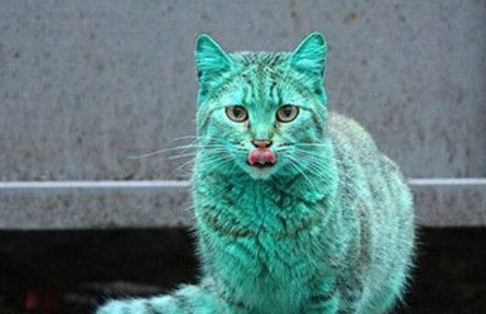 一隻全身翠綠色的貓咪牽動大家的心原因震驚所有人