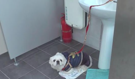姥姥离世前最后一次遛猫遛狗,将它拴在公共厕所找人办事收留,小纸条看哭许多人 姥姥离世前最后一次遛猫遛狗,将它拴在公共厕所找人办事收留,小纸条看哭许多人