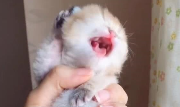 小奶猫被主人握在手里，拼命挣扎露萌点，网友：萌死人不负责吗？