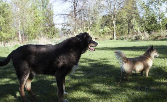 12岁牧羊犬突然走失 原来是救援佳话一则 12岁牧羊犬突然走失 原来是救援佳话一则