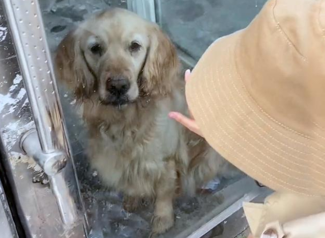金毛犬被锁空房内,主人竟不知所踪,好心人的投喂让它重获新生