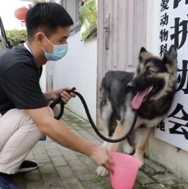 德牧遭遗弃困守拆迁楼,靠医护人员隔空投喂生存,如今已光荣入伍 德牧遭遗弃困守拆迁楼,靠医护人员隔空投喂生存,如今已光荣入伍