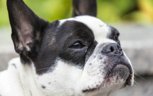 如果想养一只波士顿梗犬,请先了解它的缺点! 如果想养一只波士顿梗犬,请先了解它的缺点!