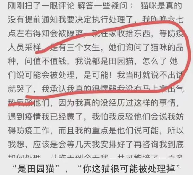 “你的猫值钱吗?田园猫可能会被处理” “你的猫值钱吗?田园猫可能会被处理”