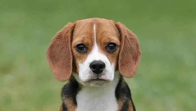 巴吉度犬和比格犬是近亲吗