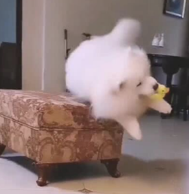 狗狗最喜欢的玩具小黄鸭，入睡也带在身旁，讨人喜欢一幕呆萌了