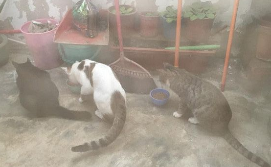 把罐罐交出来!猫猫们呛声讨保护费 把罐罐交出来!猫猫们呛声讨保护费