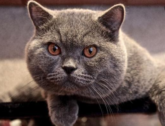 养英短猫十大禁忌
