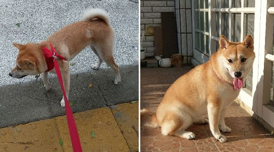 两个月不到增加2公斤 没想到竟长出游泳圈