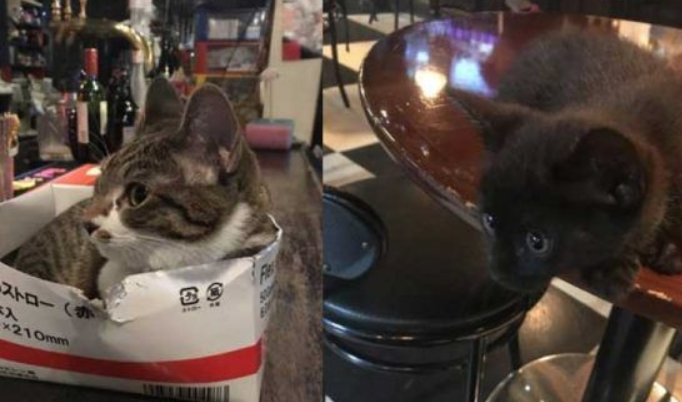 两只招财猫坐镇 带你看日本一家超暖心的台球店 两只招财猫坐镇 带你看日本一家超暖心的台球店