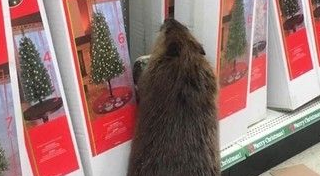 警察接到报案 竟是海狸在礼品店挑选圣诞礼物 警察接到报案 竟是海狸在礼品店挑选圣诞礼物