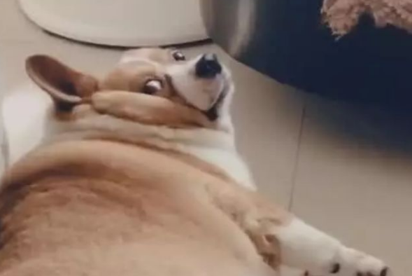 柯基犬肥成小猪仔，走路要人扶，一转脸时令人笑喷