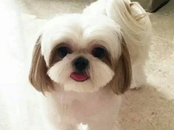 好残忍 主人立遗嘱要求狗狗陪葬 6岁西施犬被强制安乐死火化 好残忍 主人立遗嘱要求狗狗陪葬 6岁西施犬被强制安乐死火化