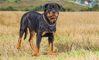 罗威纳犬能打过杜宾吗