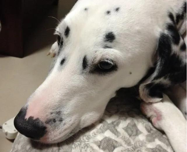 姥姥家养的土狗,让妈妈记了好多年,你养过这样懂事的狗狗吗