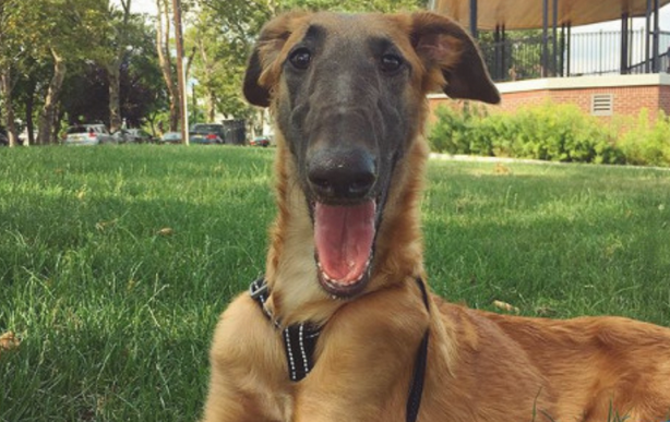 小狗有一个“长鼻”，便捷它去偷吃，当时被嫌弃，现如今却有名气