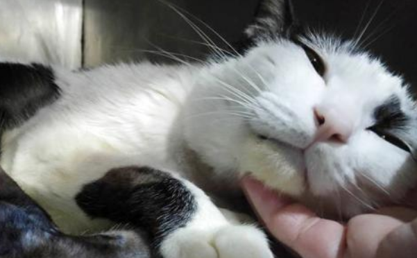 猫咪不如狗狗在乎主人？这只守在主人门口两年的猫，告诉你答案