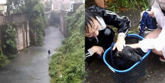 小黑狗暴雨中卡水沟 黑衣暖男洗衣篮捞上轻抚